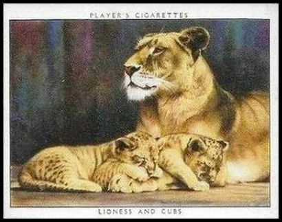 38PZB 12 Lioness and Cubs.jpg